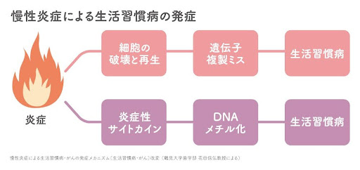慢性炎症による生活習慣病の発症
